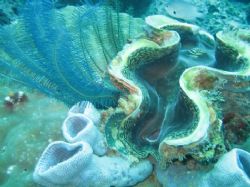 Giant Clam with Tube Sponges. El Nido, Palawan. by Ben Nichols 